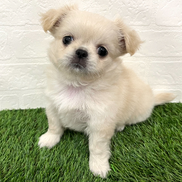animal_image
