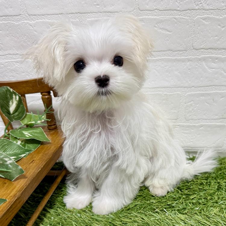 animal_image