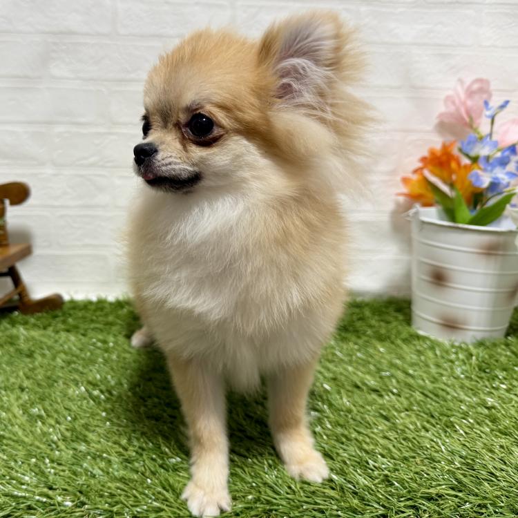 animal_image