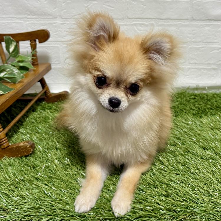 animal_image