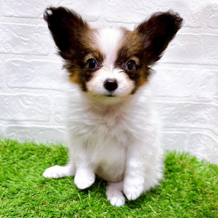 animal_image
