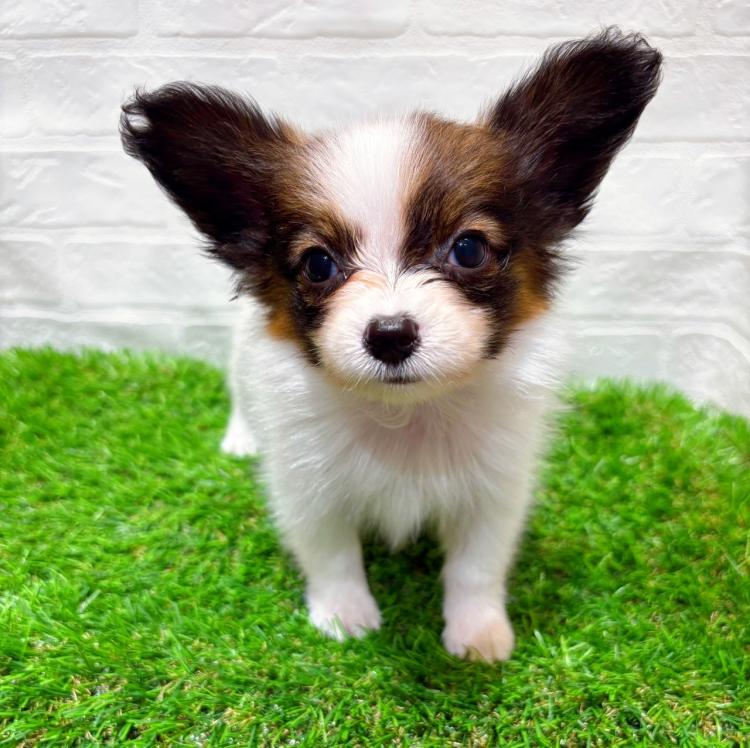 animal_image
