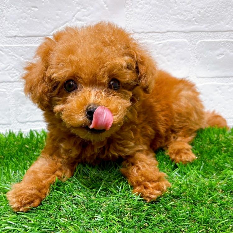 animal_image