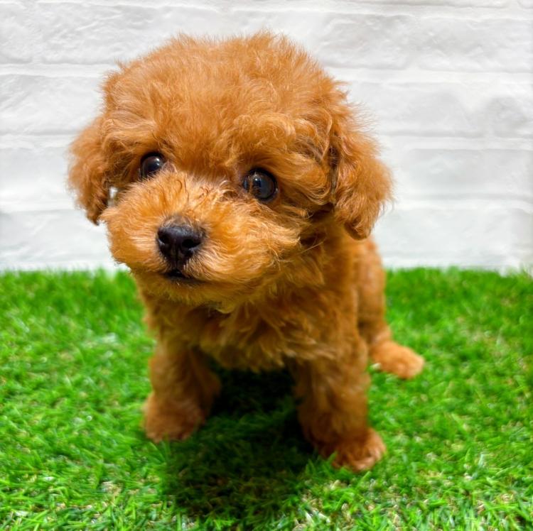 animal_image