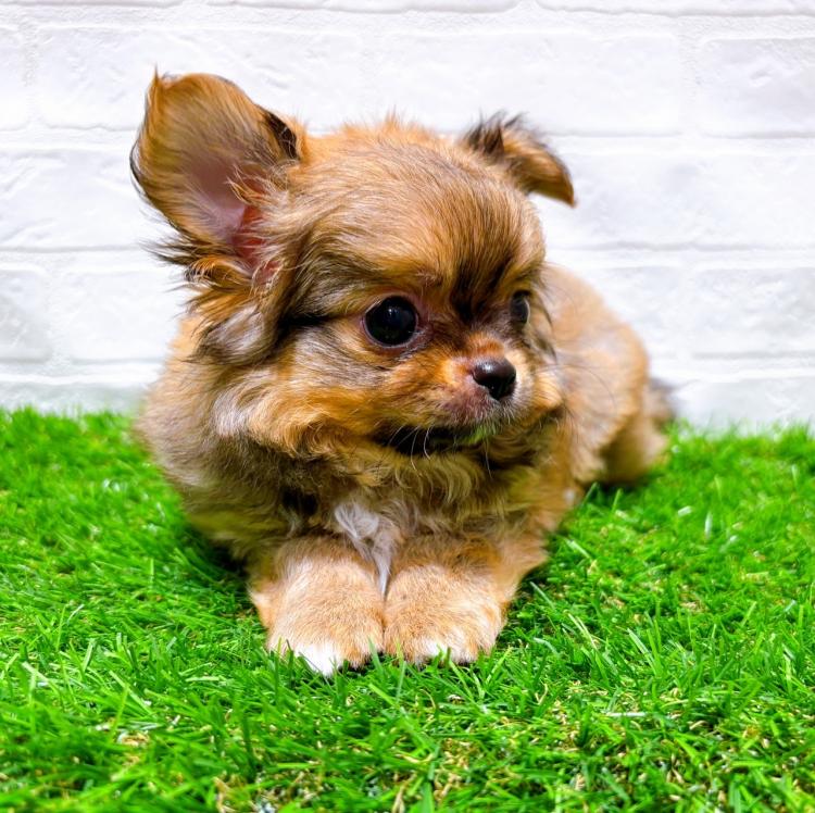 animal_image