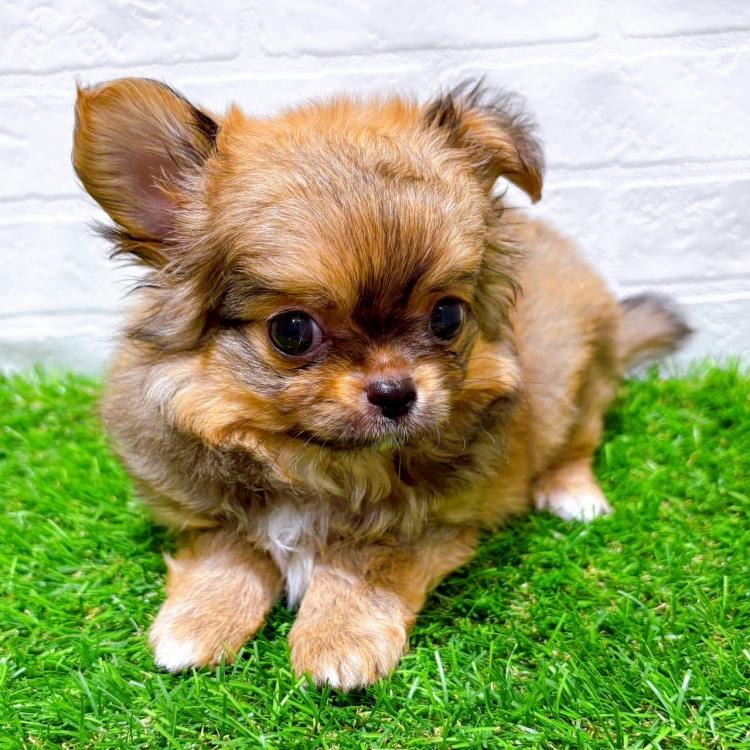 animal_image