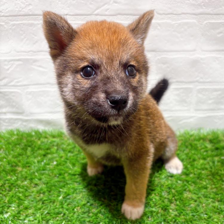 animal_image
