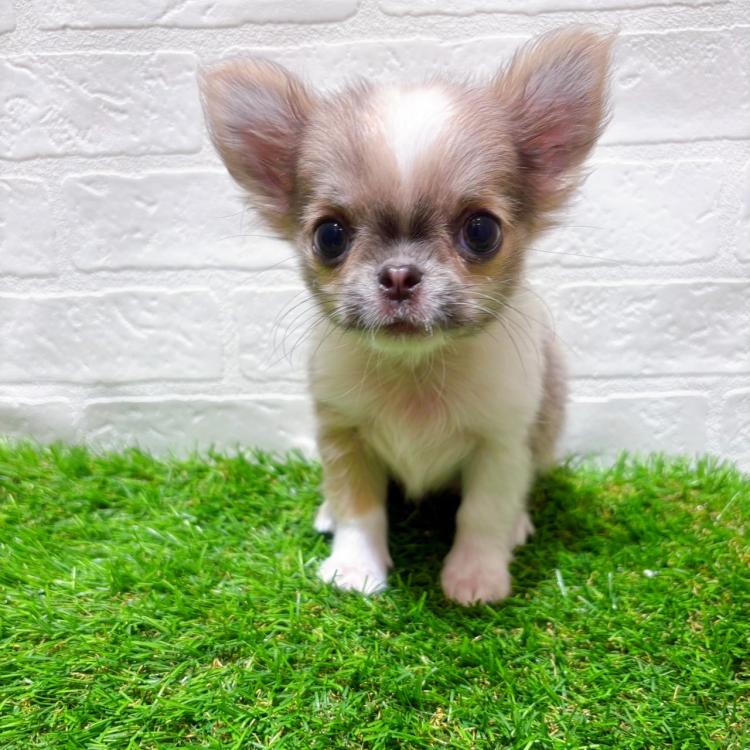animal_image