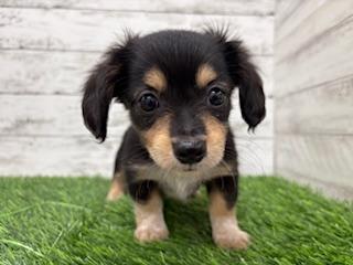animal_image
