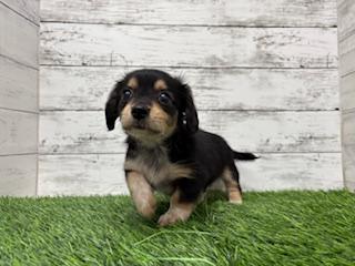 animal_image