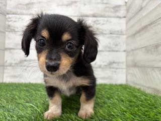 animal_image