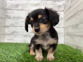 animal_image