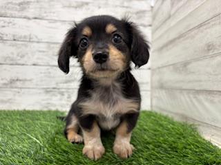 animal_image