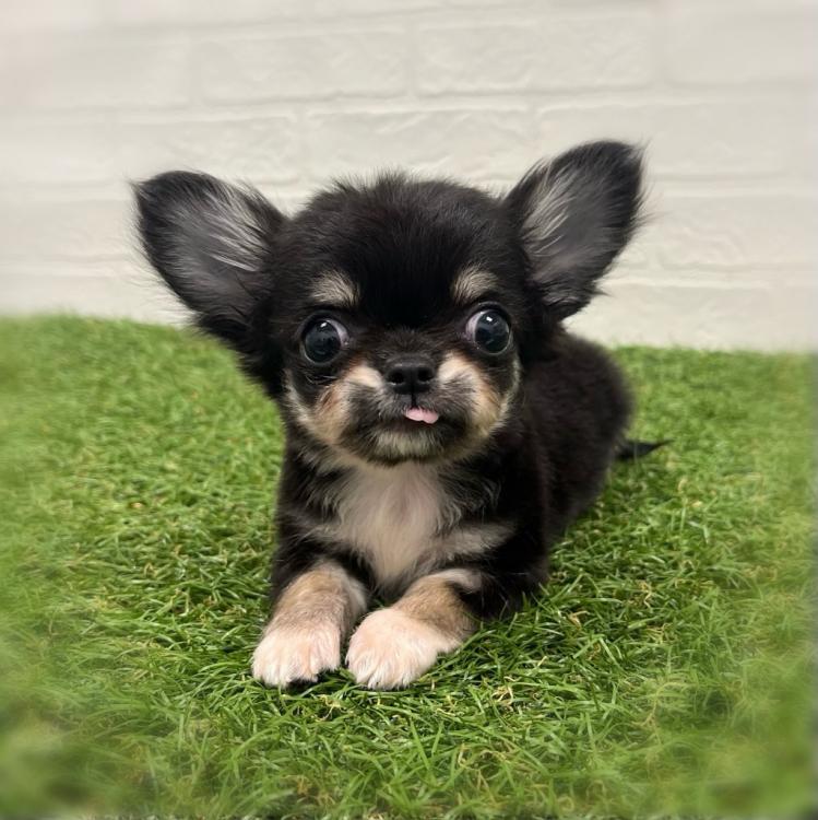 animal_image