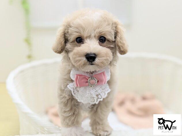 animal_image