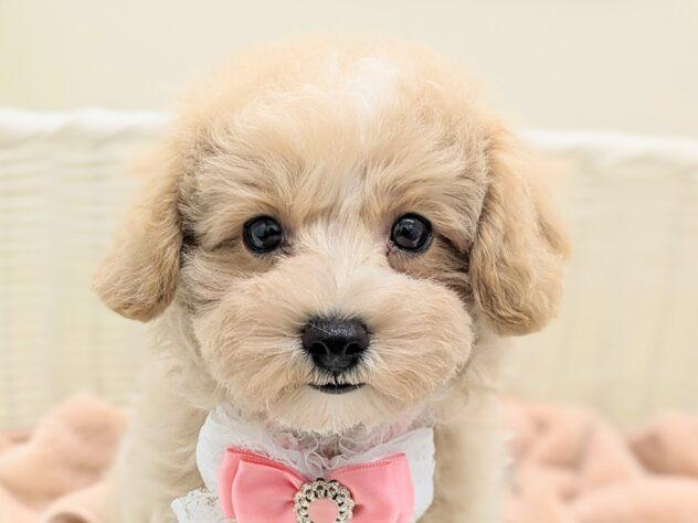 animal_image