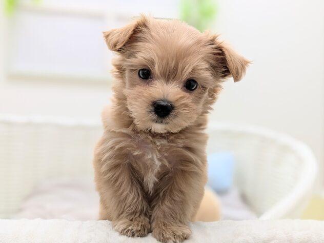 animal_image
