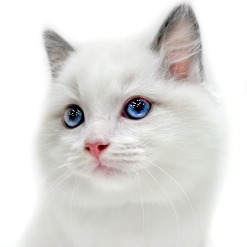 animal_image