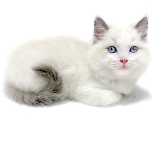 animal_image