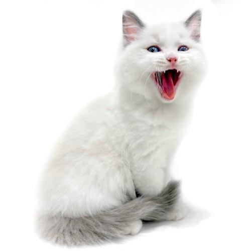 animal_image