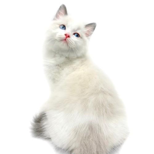 animal_image