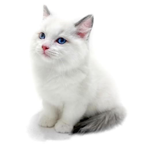 animal_image