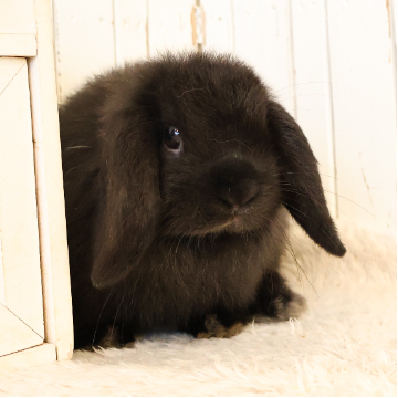animal_image