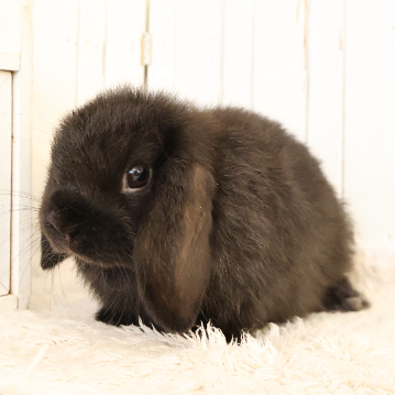 animal_image