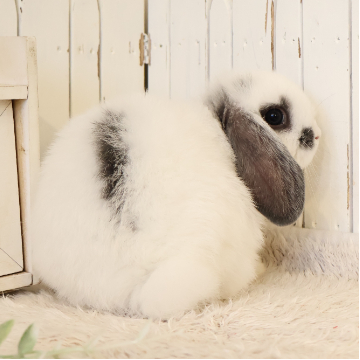 animal_image