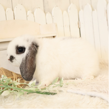 animal_image