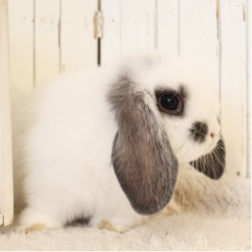 animal_image