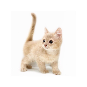 animal_image