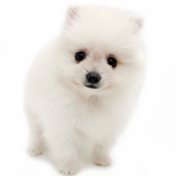 animal_image