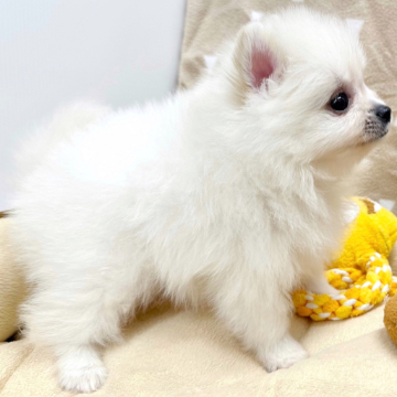 animal_image