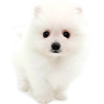 animal_image