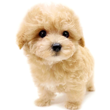 animal_image