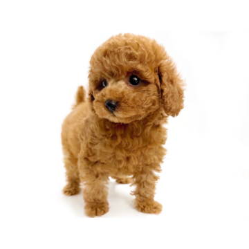 animal_image