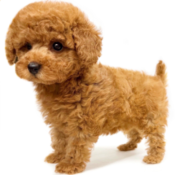 animal_image