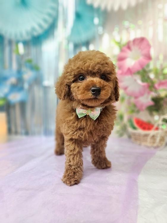 animal_image