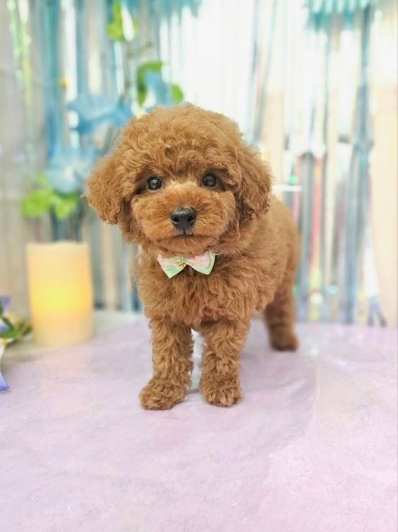 animal_image