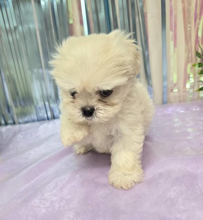 animal_image