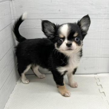 animal_image