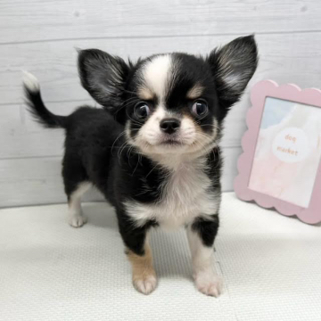 animal_image