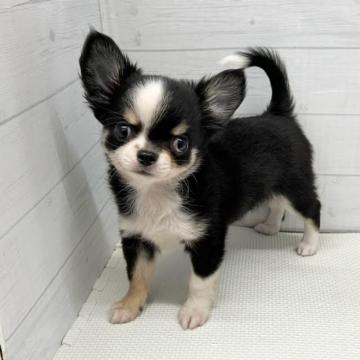 animal_image