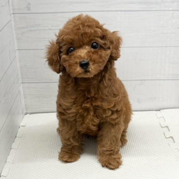animal_image