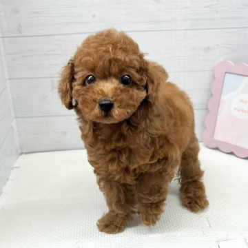 animal_image
