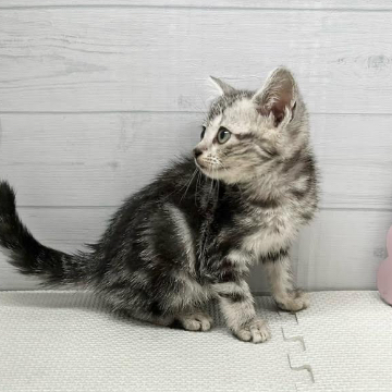 animal_image