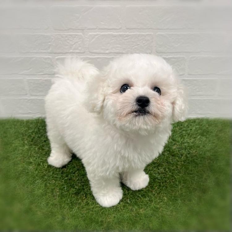 animal_image