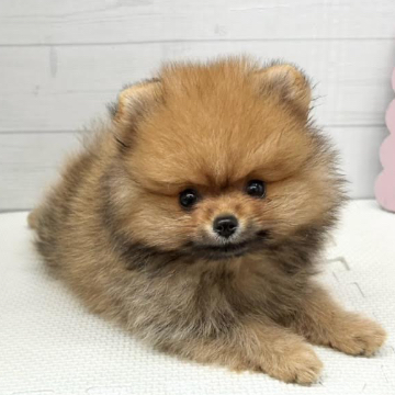 animal_image