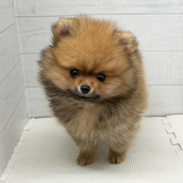 animal_image